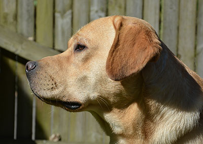 Kane ex Chelsea "Kanny"