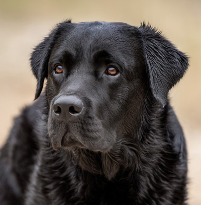 Laurino ex Chelsea "Dozer"