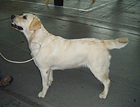 Libertas ex Chelsea "Kate"