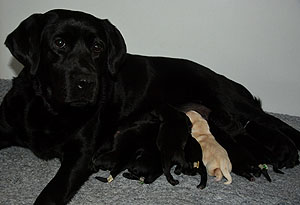 M-ll-Wurf 04.02.2020