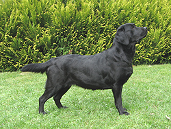 Maxima ex Chelsea 21.04.2010