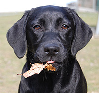 W-Numerus IX ex Chelsea  *Medi*  24.03.2013