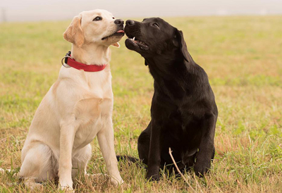 Montclair & Missouri