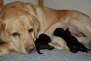 N-ll-Wurf 28.02.2020