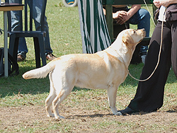 Optima ex Chelsea  25.04.2010