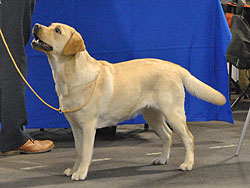 Optima ex Chelsea 26.02.2011