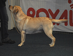 Optima ex Chelsea - 15.10.2011