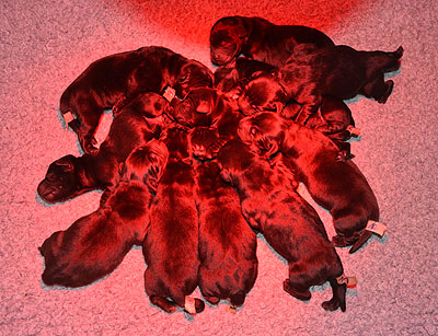 P-ll-Wurf 07.09.2020