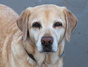 Pales ex Chelsea "Molly"