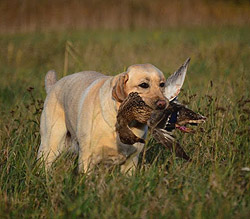 Summa ex Chelsea © Sigrid Flory