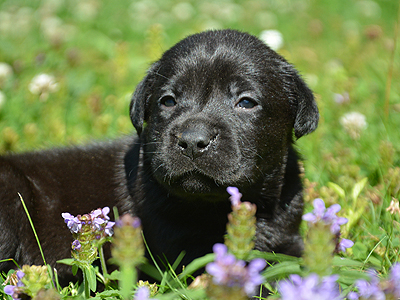 T-ll-Wurf * 4 Wochen alt