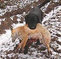 Aktaion ex Chelsea "Theo" mit Fuchs