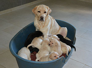 Vesta & ihre Welpen am 05.10.2016