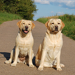 Vita & Vesta ex Chelsea