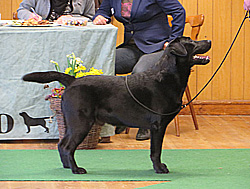 W-Numerus IV ex Chelsea