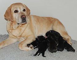 W-Wurf  gew. 07.10.2012