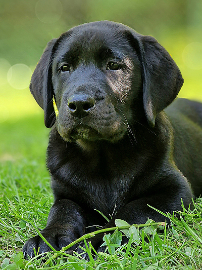 Wellington ex Chelsea