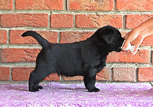 Wheel of Fortune... 5 Wochen alt