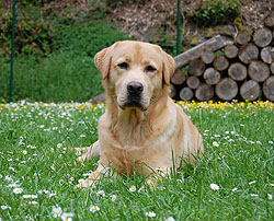 Xanthos ex Chelsea * 1 Jahr alt