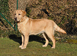 Xanthos ex Chelsea * 9 Monate alt