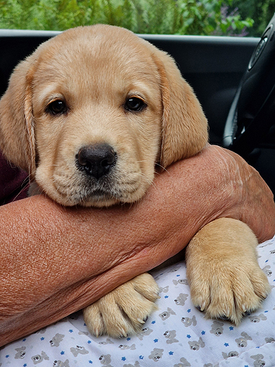 Yellowstone 27.07.2025