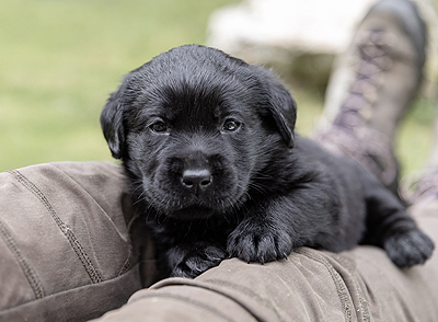 Z-ll-Wurf - 14.11.2025