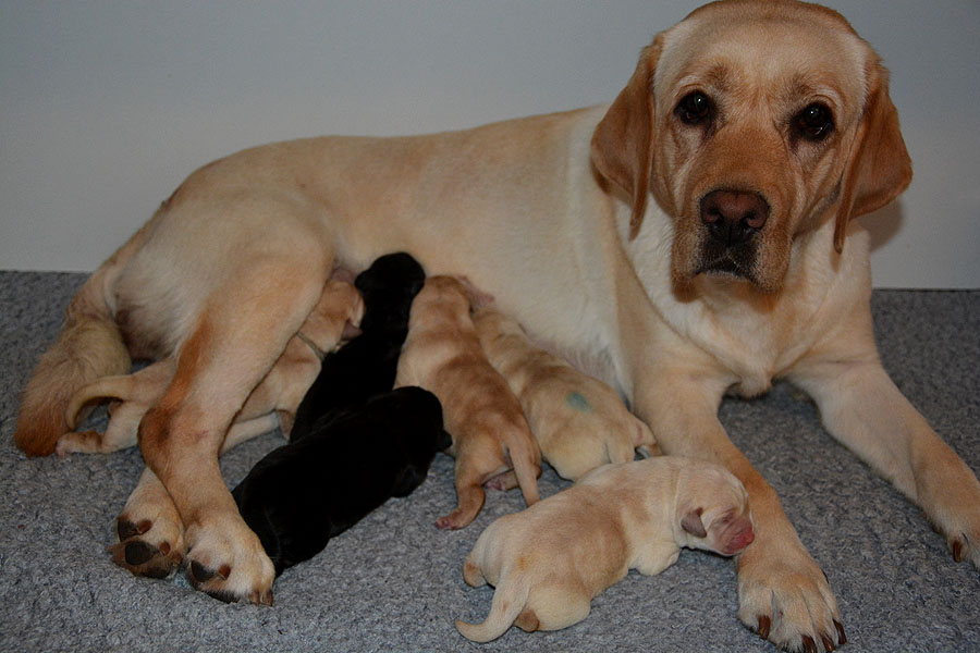 O-ll-Wurf     *     01.09.2020