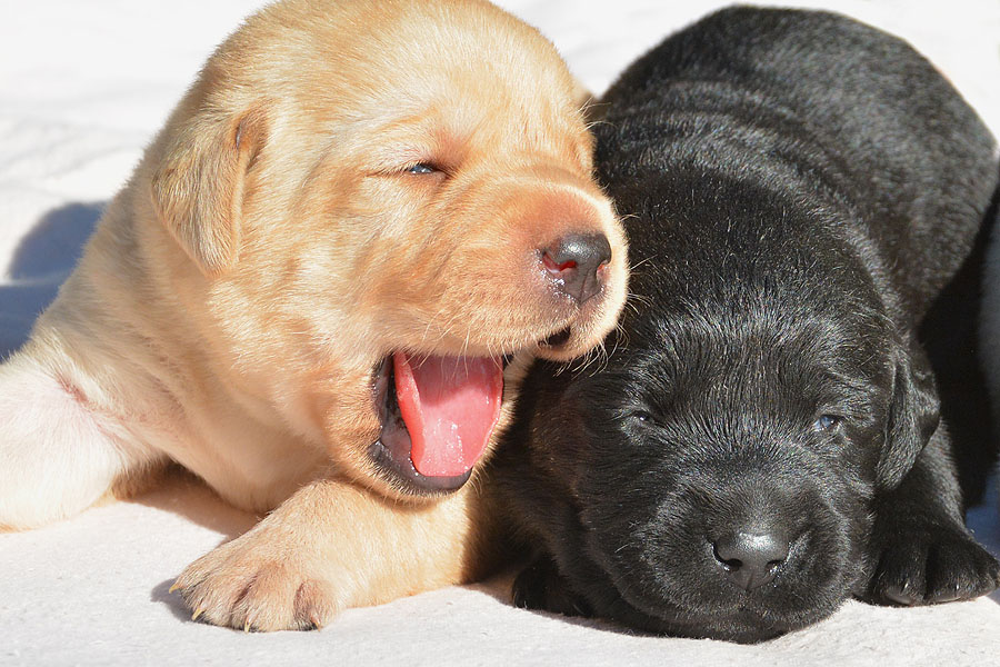 O-ll-Wurf   *   2 Wochen alt