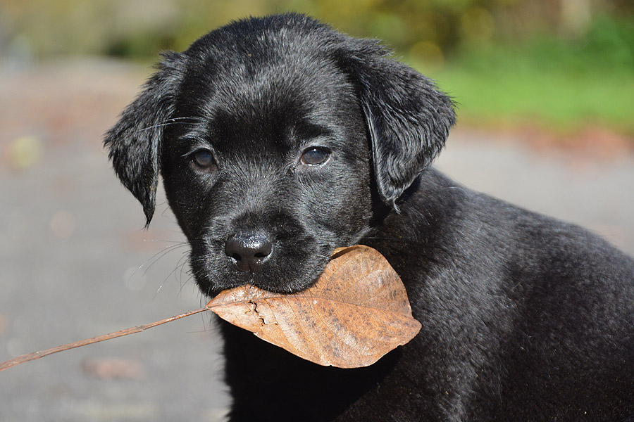 Philadelphia ex Chelsea