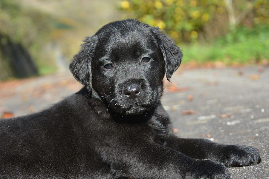 Philadelphia ex Chelsea