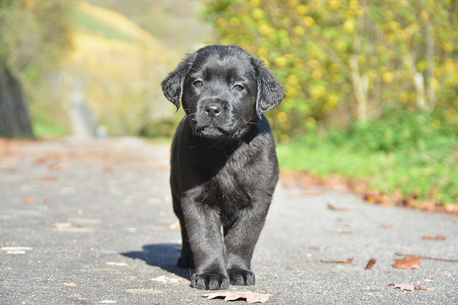 Philadelphia ex Chelsea