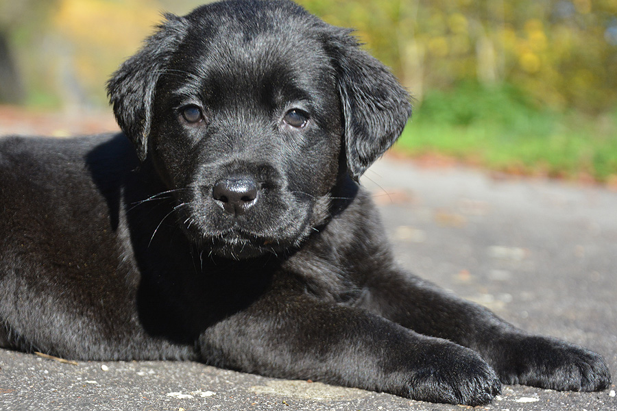 Philadelphia ex Chelsea