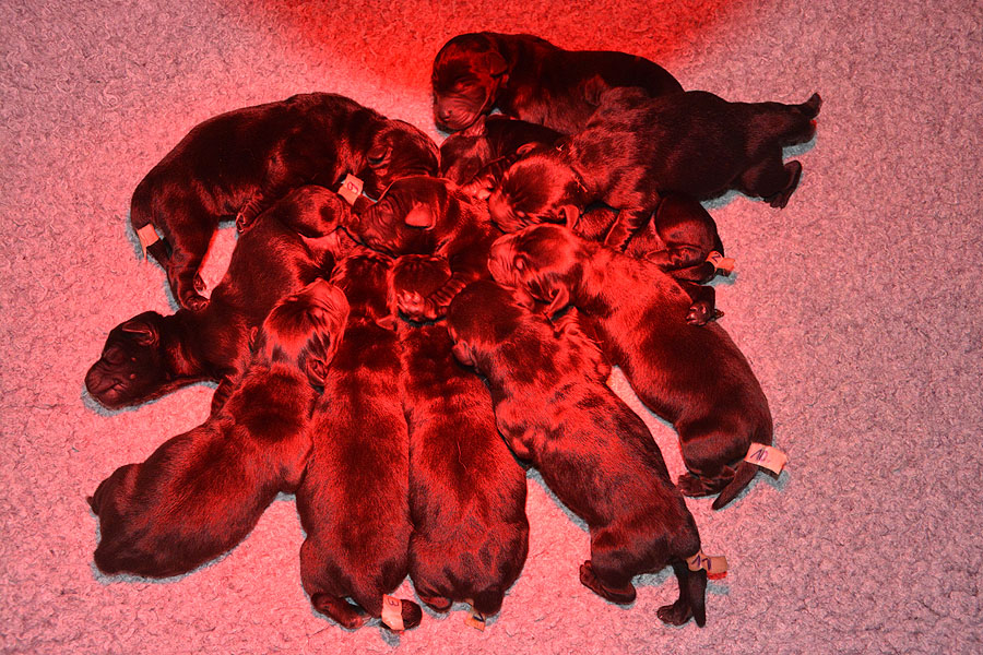 P-ll-Wurf     *     07.09.2020