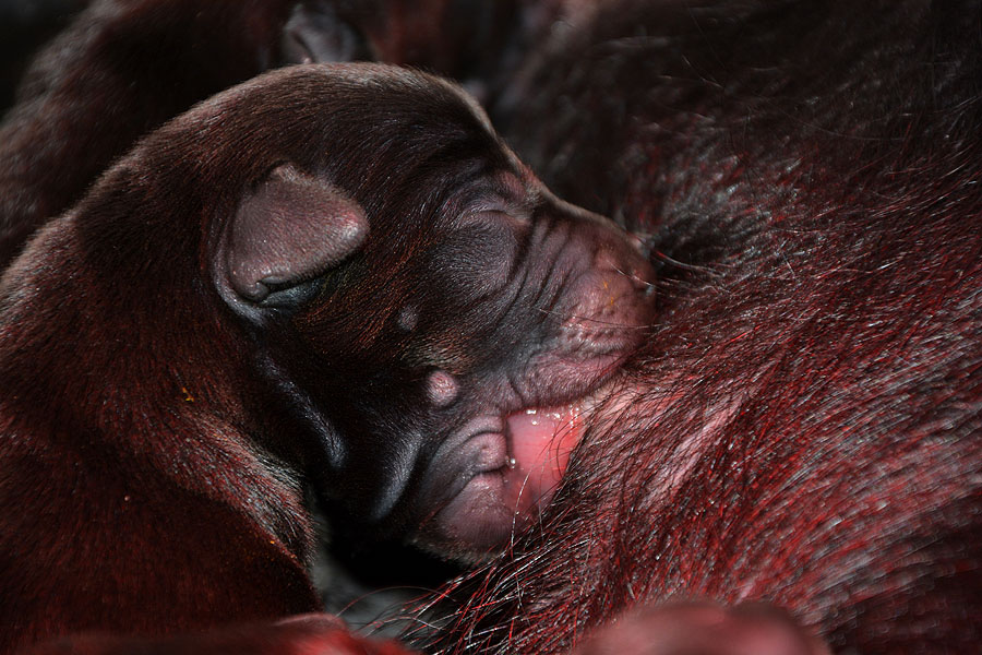 P-ll-Wurf   -   08.09.2020