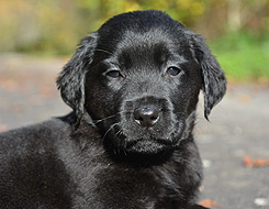 Philadelphia ex Chelsea