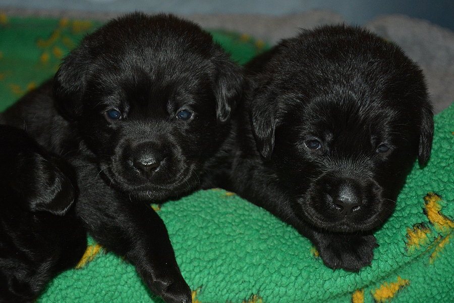 Q-ll-Wurf - 25 Tage alt