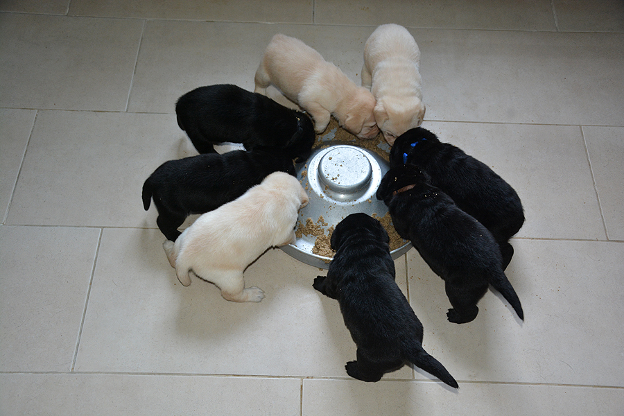 Q-ll-Wurf  -  4 Wochen alt