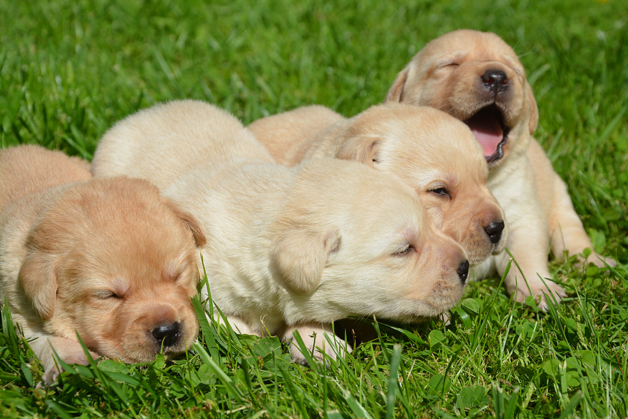 R-ll-Wurf  -  3 Wochen alt