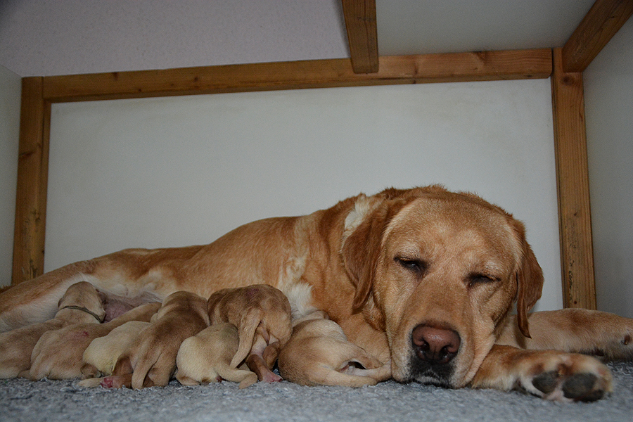 R-ll-Wurf   23.07.2021