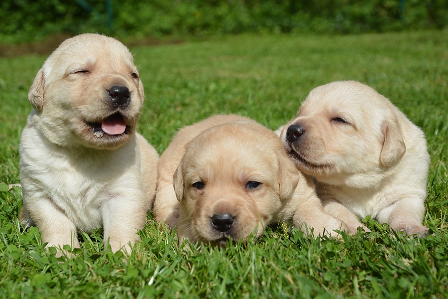 R-ll-Wurf  -  H�ndinnen  -  22 Tage alt