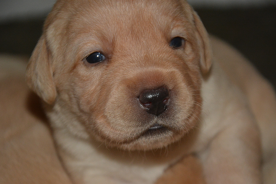 S-ll-Wurf  - 18 Tage alt