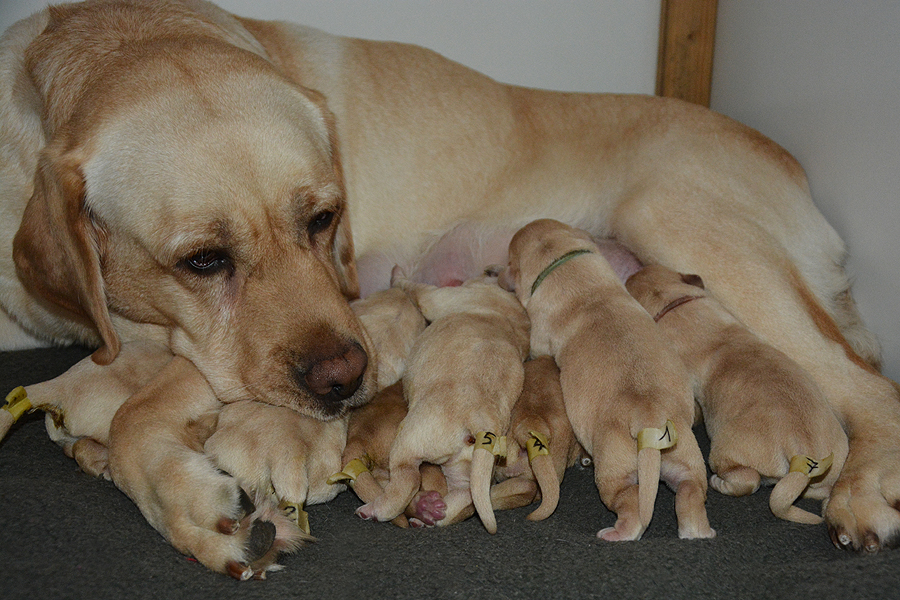 S-ll-Wurf  26.11.2021