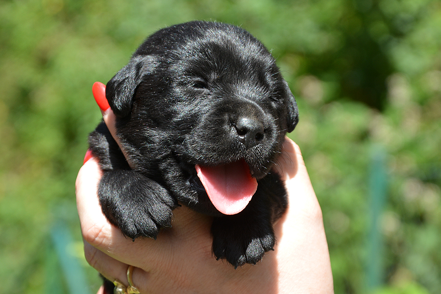 T-ll-Wurf  -  R�de (Nr.1)