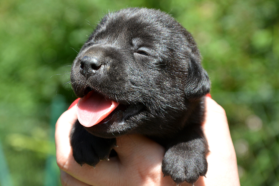 T-ll-Wurf  -  R�de (Nr.6)