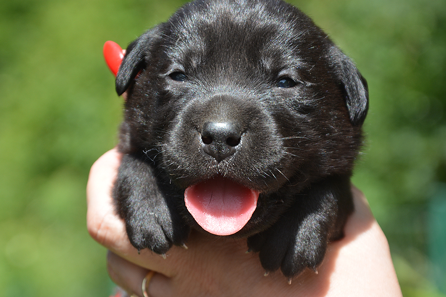 T-ll-Wurf  -  R�de (Nr.7)