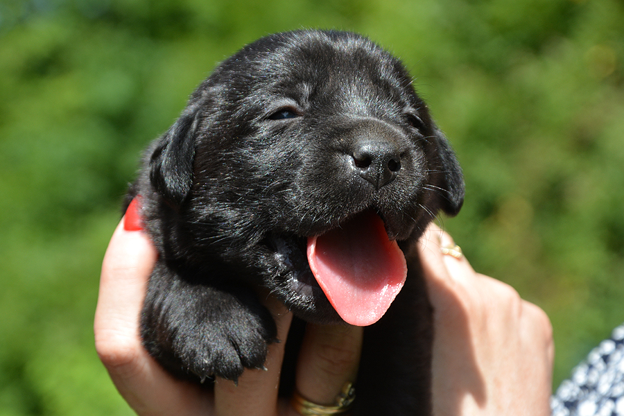 T-ll-Wurf  -  H�ndin (Nr.8)