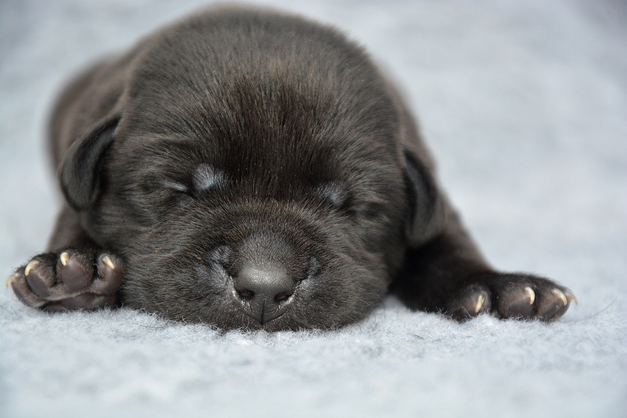 T-ll-Wurf - 12 Tage alt