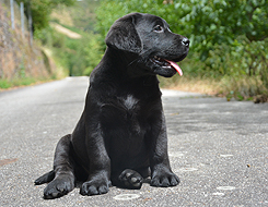 Tennessee ex Chelsea