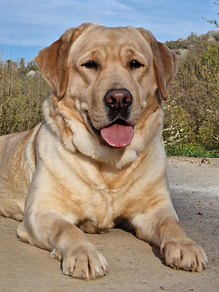 Venice ex Chelsea - April 2025