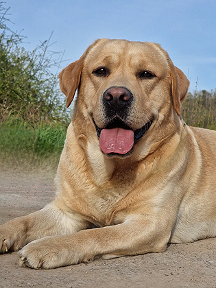 Vivaldi ex Chelsea - April 2025